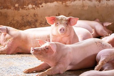Hogs Falling Weaker on Thursday